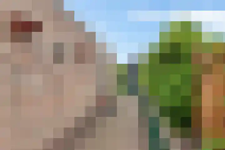 Groenhof 26 Joure thumbnail 42