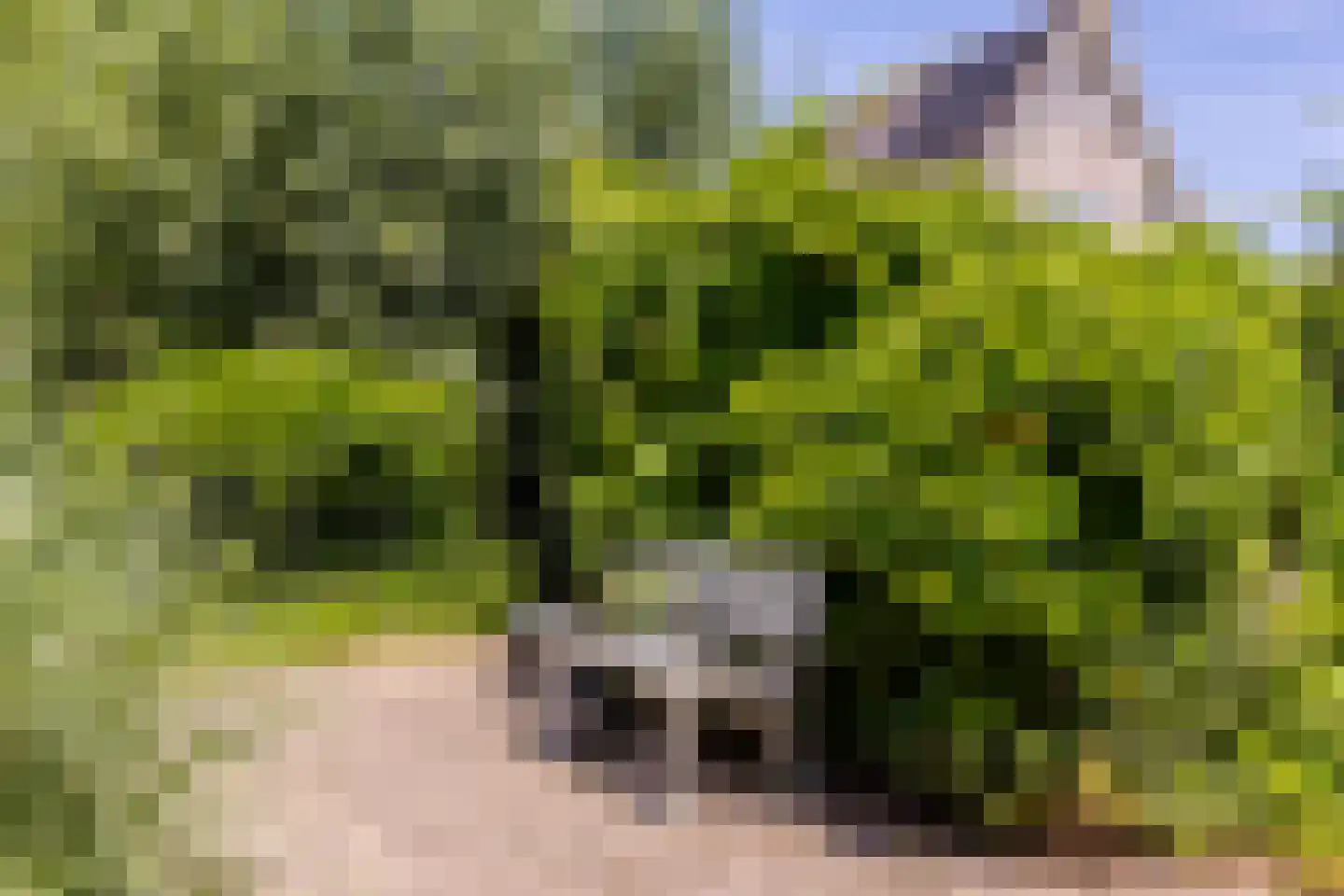 Groenhove 13 Stolwijk thumbnail 61