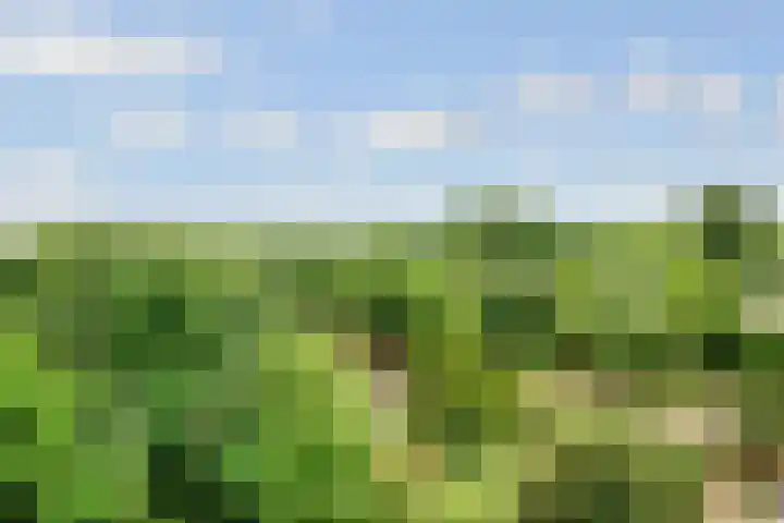 Groenhoven 449 Amsterdam thumbnail 20