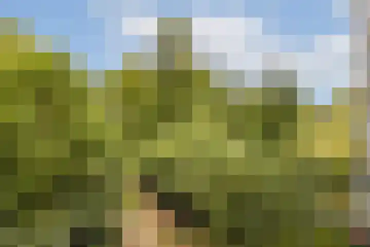 Groenhoven 513 Amsterdam thumbnail 5