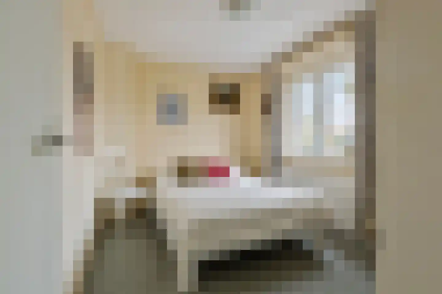 Groenland 5 Edam thumbnail 25