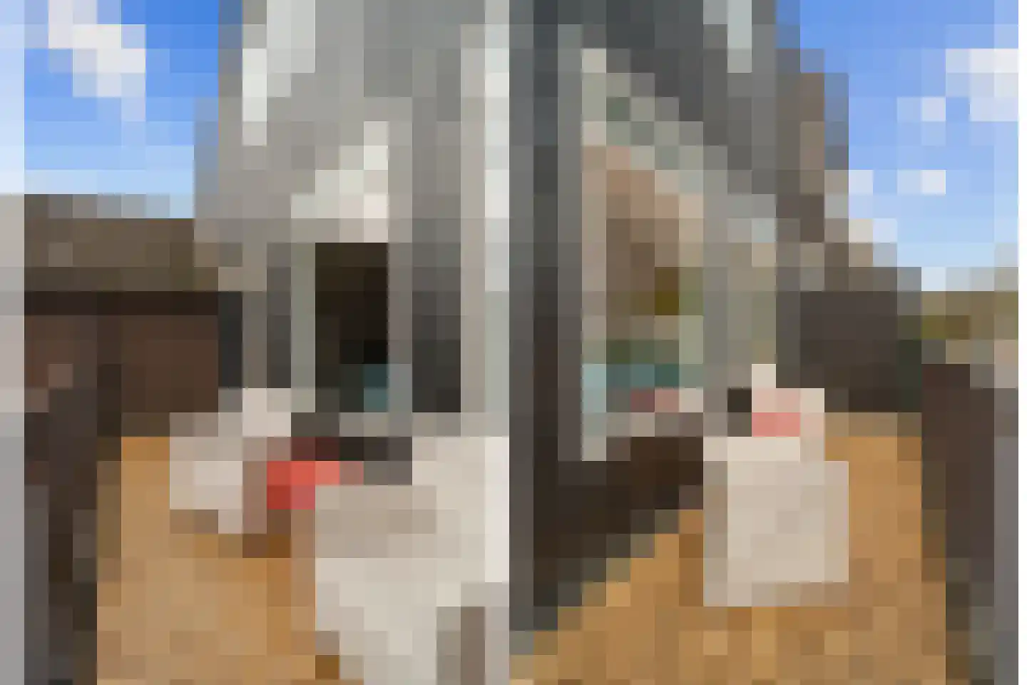 Groenling 17 Nieuwegein thumbnail 23