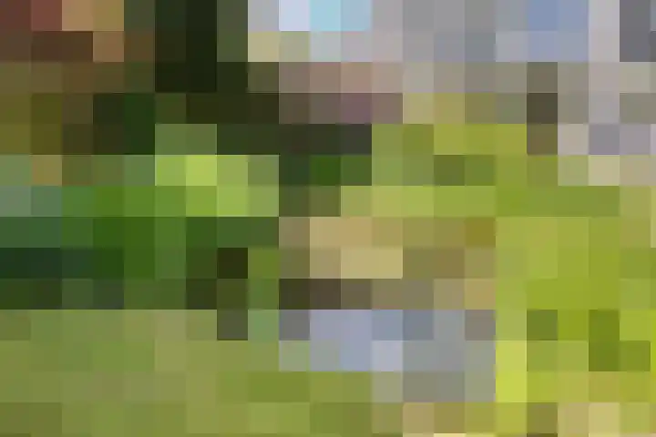Groenling 21 Boxmeer thumbnail 40