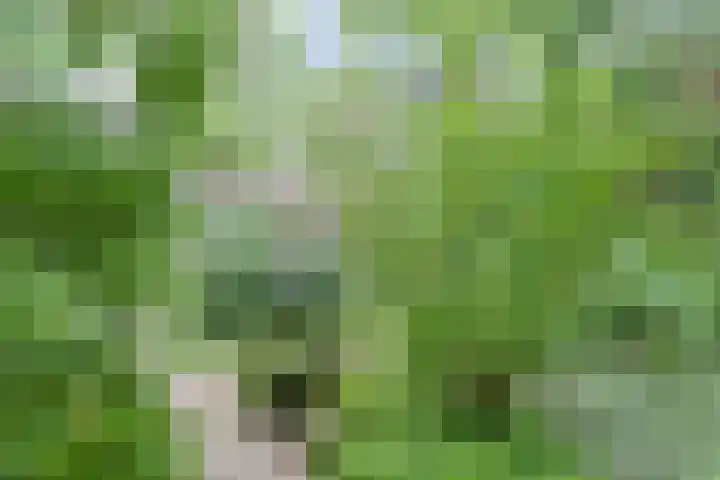 Groenoord 432 Alphen aan den Rijn thumbnail 62