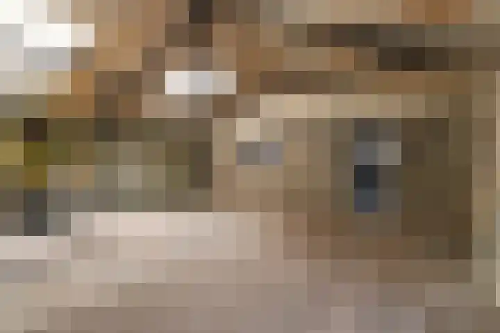 Groenstraat 1 Panningen thumbnail 29