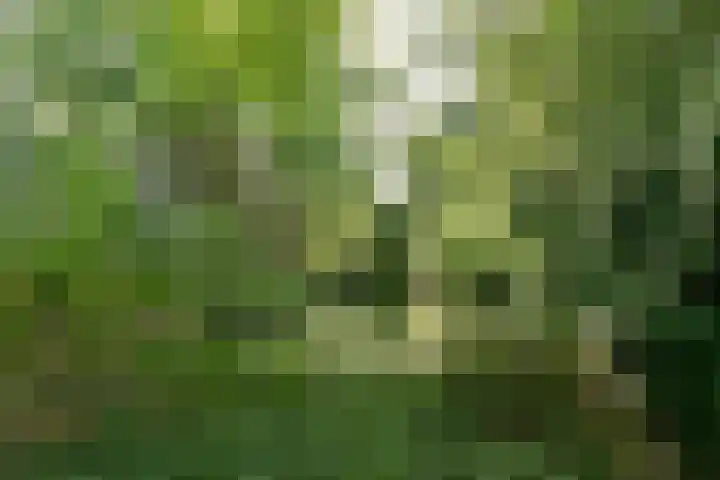Groenstraat 1 Panningen thumbnail 41