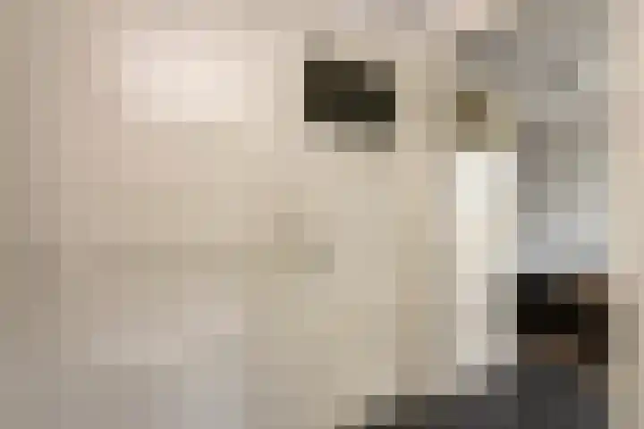 Groenstraat 40 Tilburg thumbnail 18