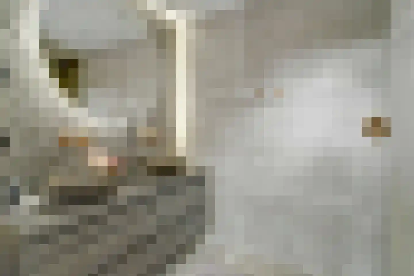 Groenstraat 86 Tilburg thumbnail 20