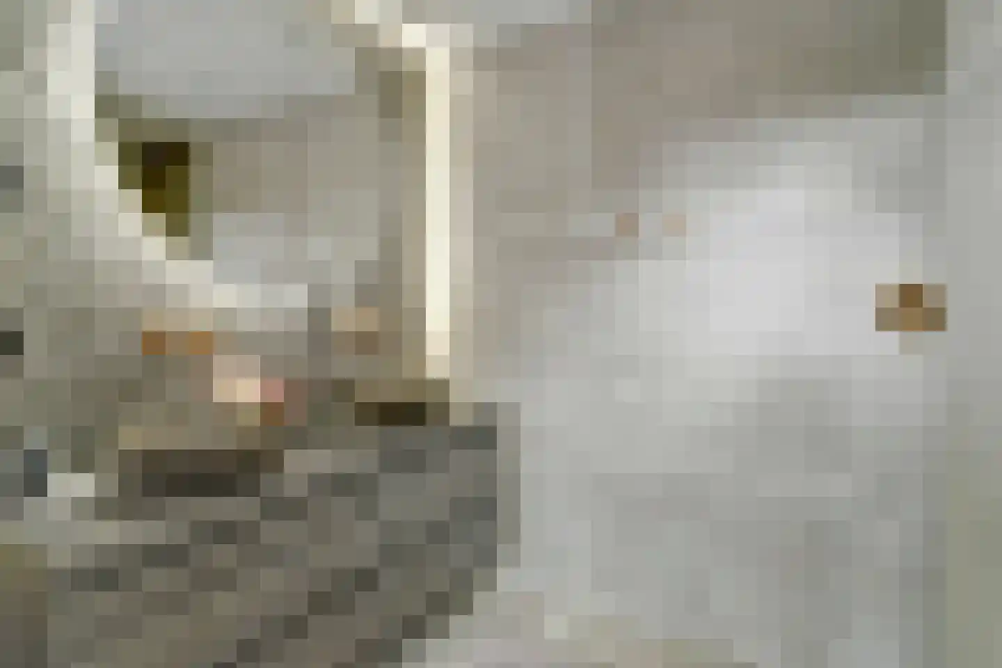 Groenstraat 86 Tilburg thumbnail 20
