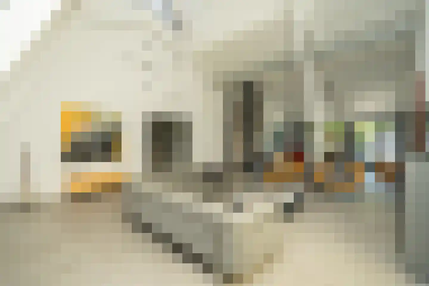Groesbeekseweg 50 Malden thumbnail 8