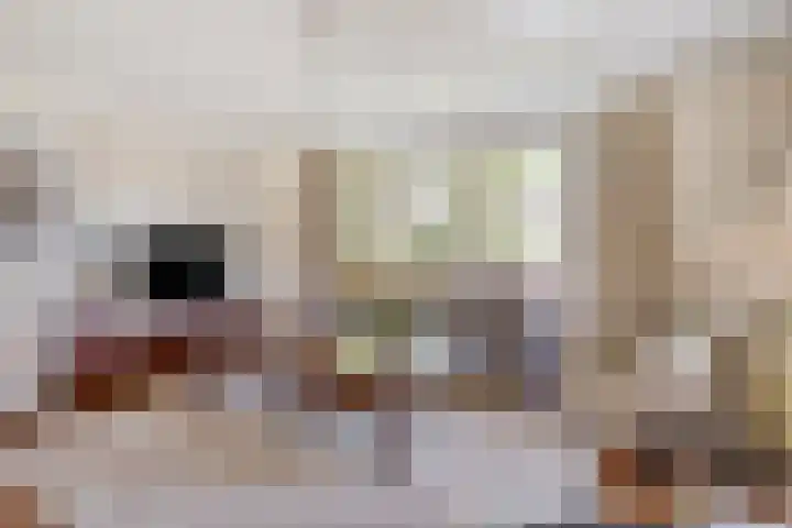 Groeskuilen 169 Gemert thumbnail 22