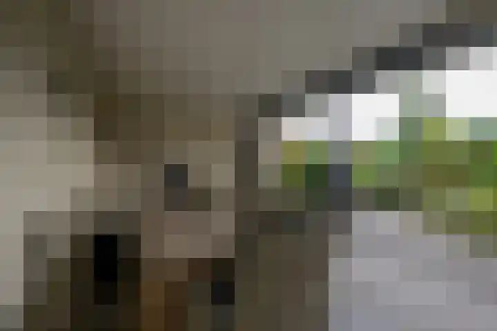 Grondel 35 Avenhorn thumbnail 31