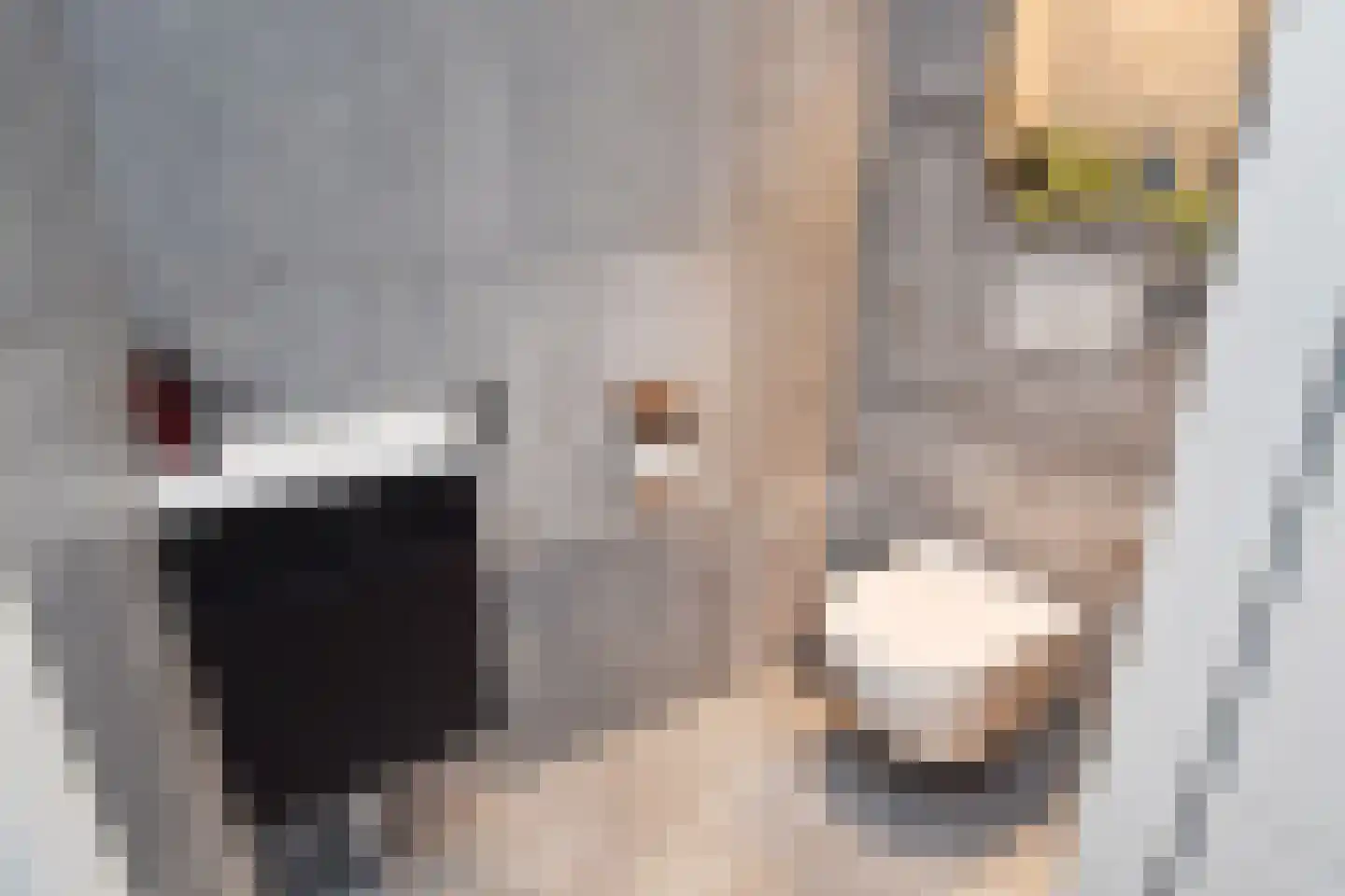 Grondel 8 Waddinxveen thumbnail 7