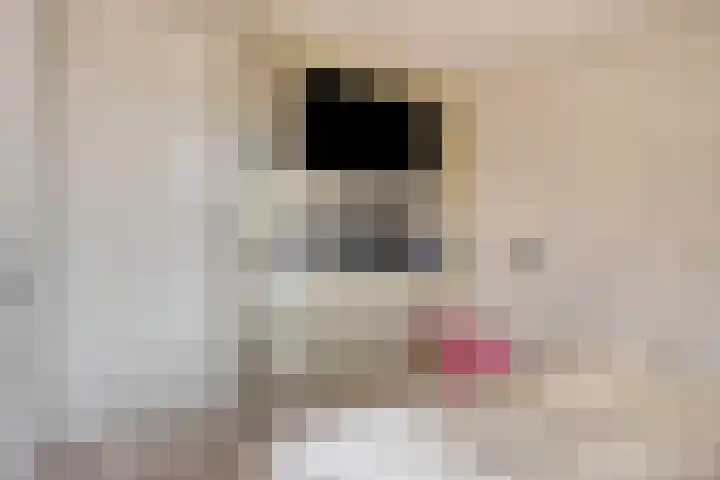 Grondzeiler 5 Nieuw-Vossemeer thumbnail 18