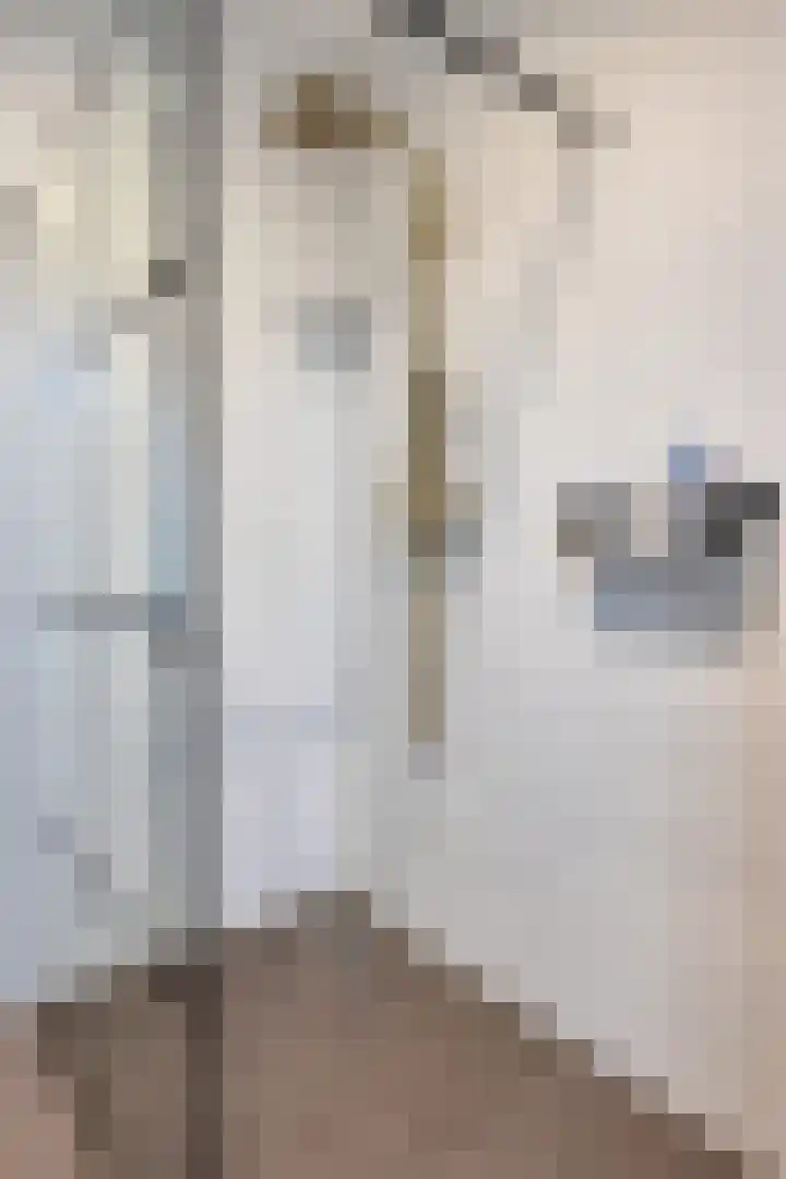 Grondzeilerstraat 10 Oude-Tonge thumbnail 19