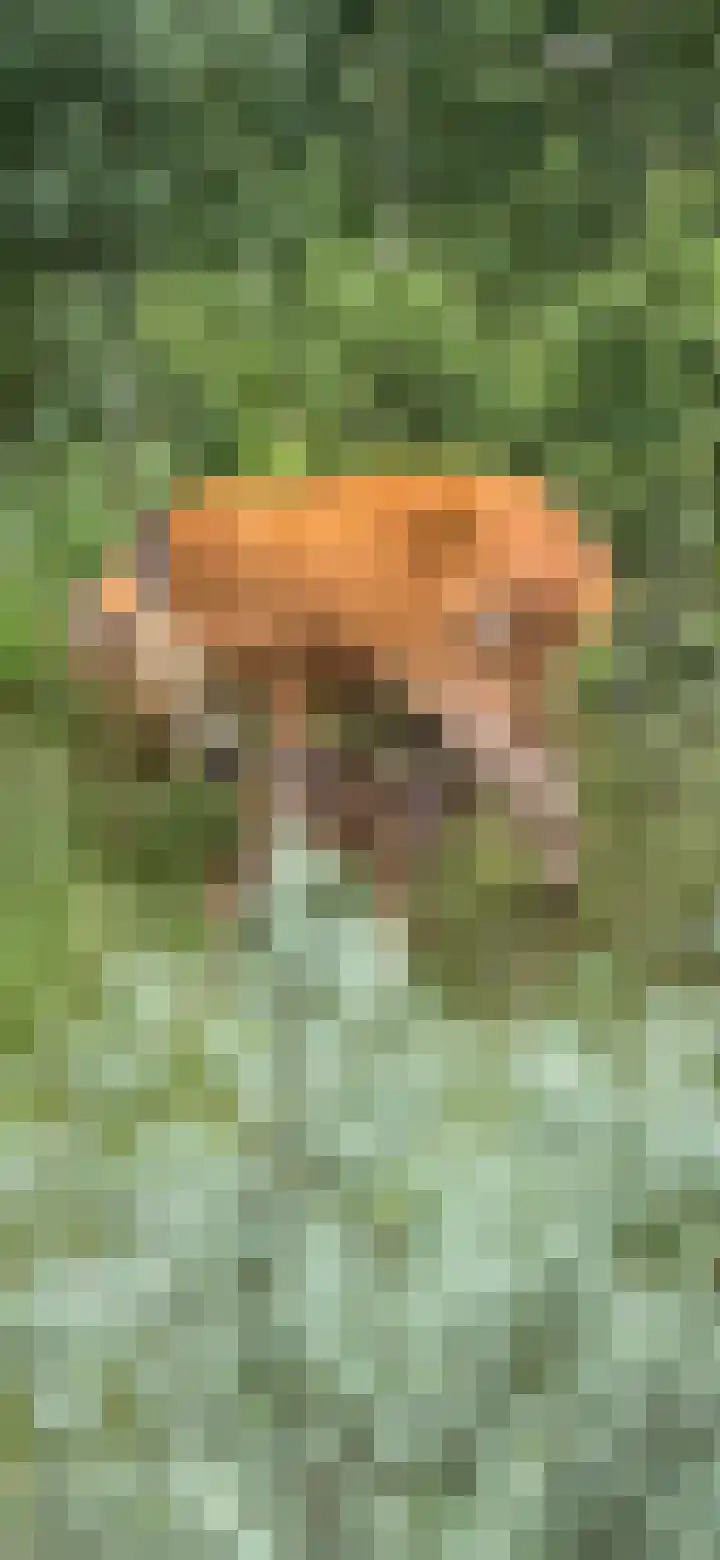 Groot Berkenbos 10 IJmuiden thumbnail 40