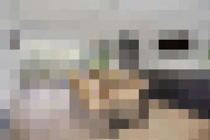 Groot Berkenbos 24 IJmuiden thumbnail 16