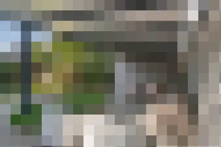 Groot Koolwitje 9 Tiel thumbnail 38