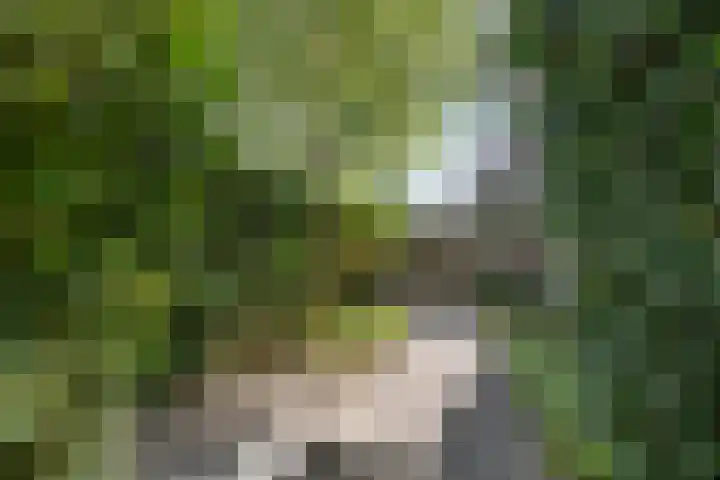 Groot Koolwitje 9 Tiel thumbnail 41