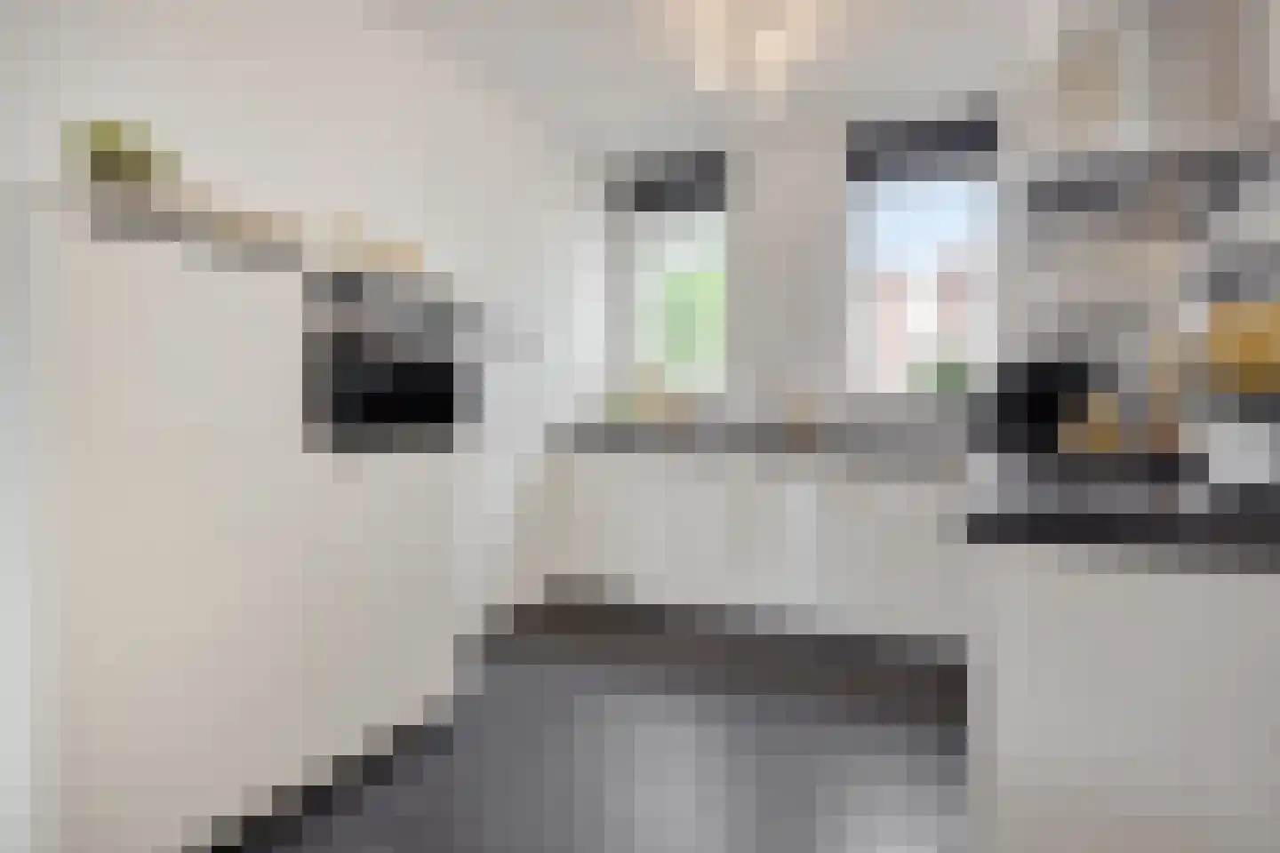 Groote Wielenlaan 186 Rosmalen thumbnail 12