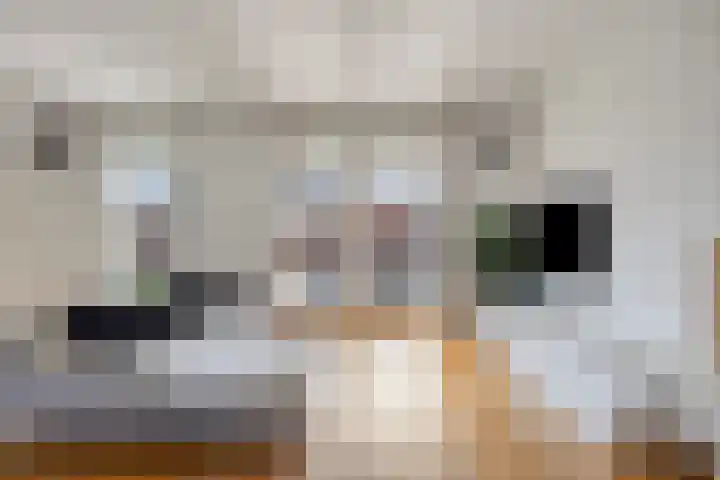 Groote Wielenlaan 314 Rosmalen thumbnail 8