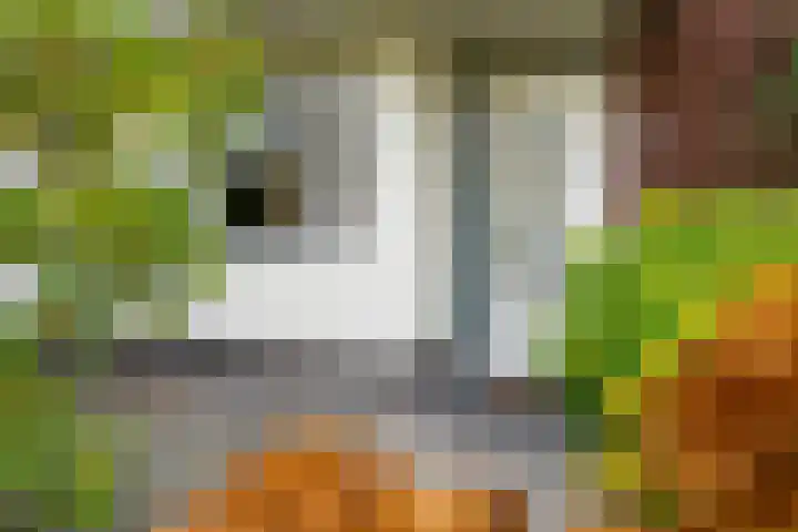 Groote Wielenlaan 342 Rosmalen thumbnail 32