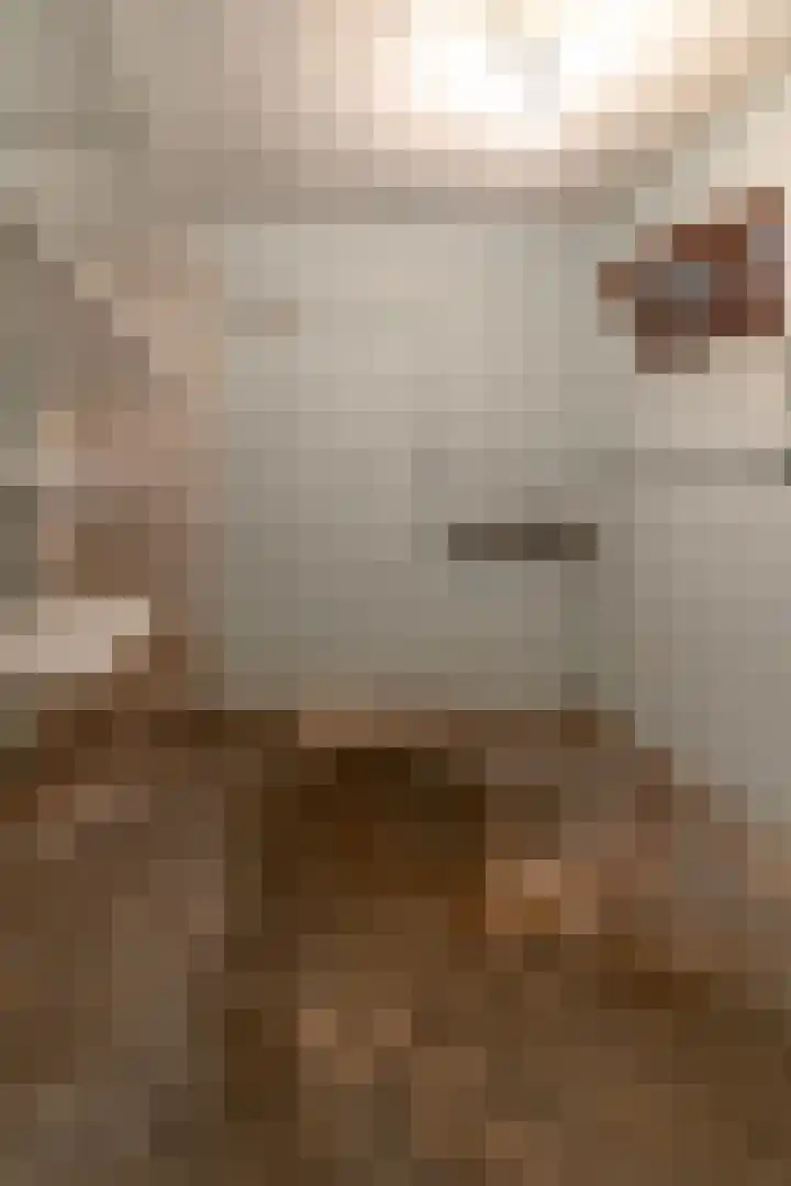 Grootgenhouterstraat 94 Beek thumbnail 22
