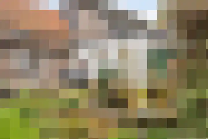 Grootmajoorstraat 4 Sas van Gent thumbnail 28