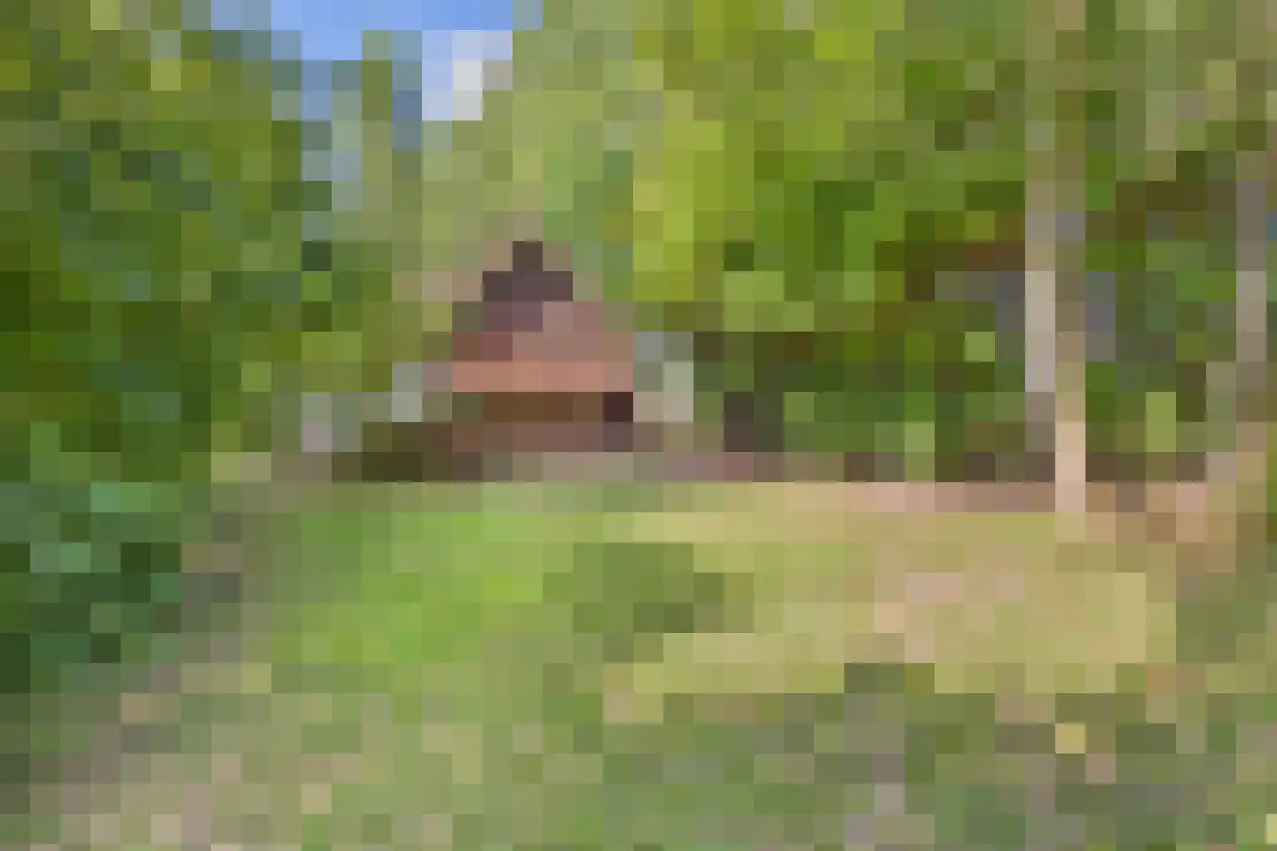 Grootmoedersdijk 1 Kuitaart thumbnail 30