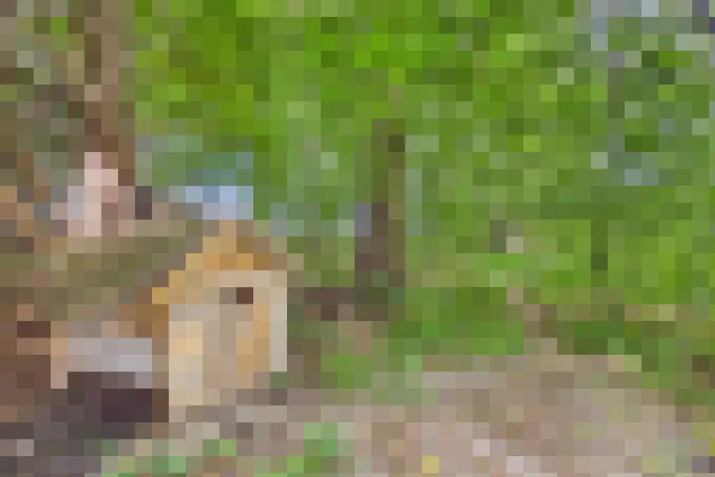 Grootmoedersdijk 1 Kuitaart thumbnail 33
