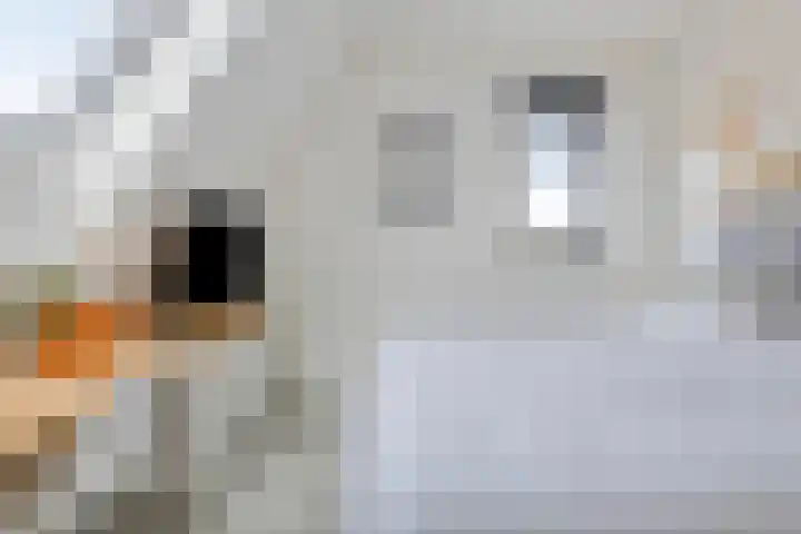 Grootoort 2 Broek op Langedijk thumbnail 27