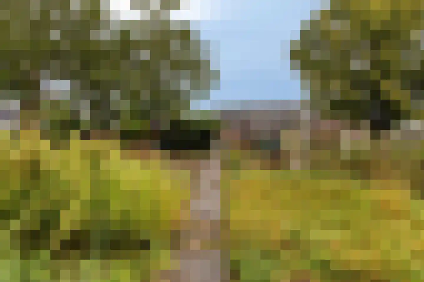 Grootschoterweg 130 Budel-Schoot thumbnail 28