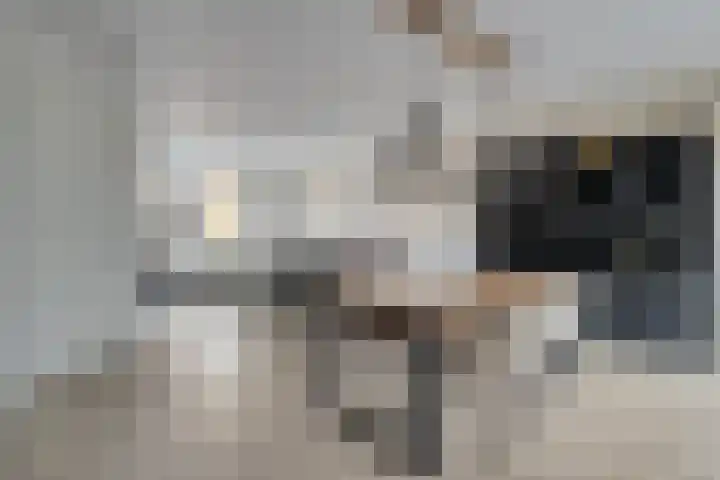Grootschoterweg 38 Budel-Schoot thumbnail 5