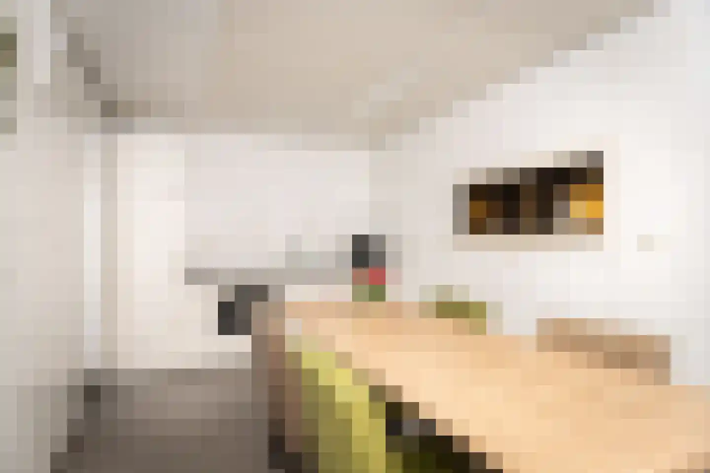 Grosthuizen 80 Avenhorn thumbnail 15
