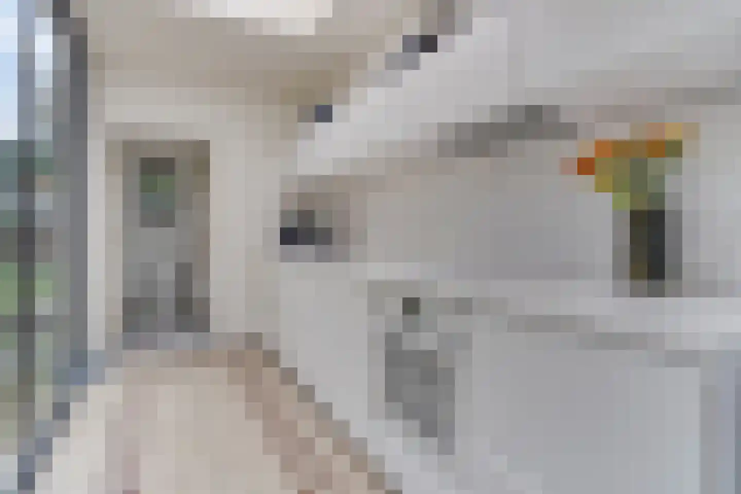 Grote Bagijnestraat 26 Hulst thumbnail 8