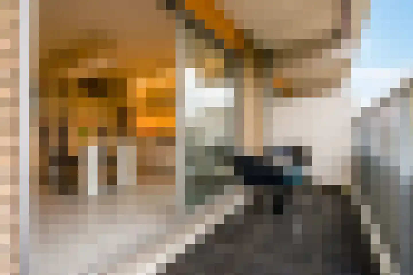 Grote Beer 145 Amstelveen thumbnail 10