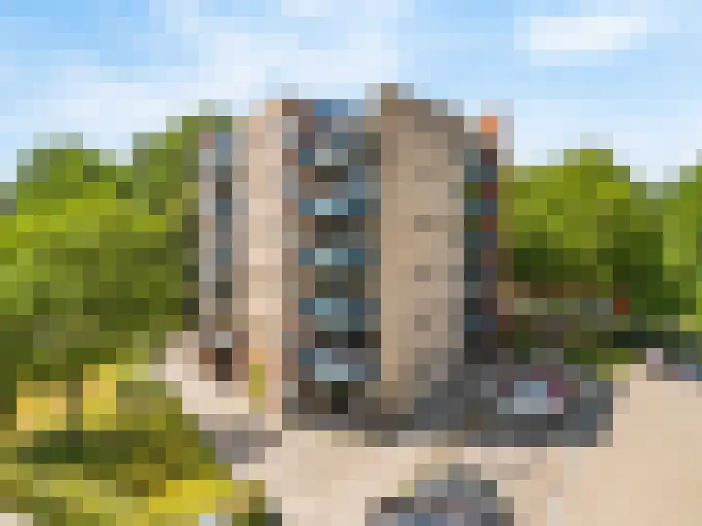 Grote Beer 22 Hoorn thumbnail 24