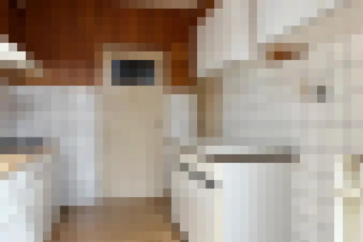Grote Beer 22 Oostburg thumbnail 12