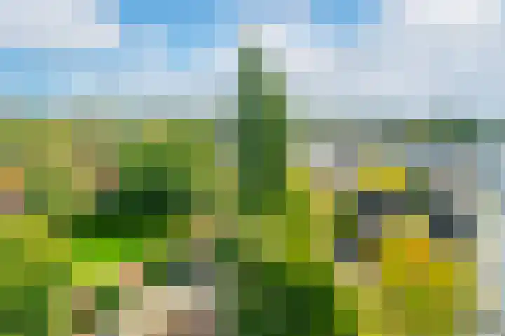 Grote Beer 221 Amstelveen thumbnail 22