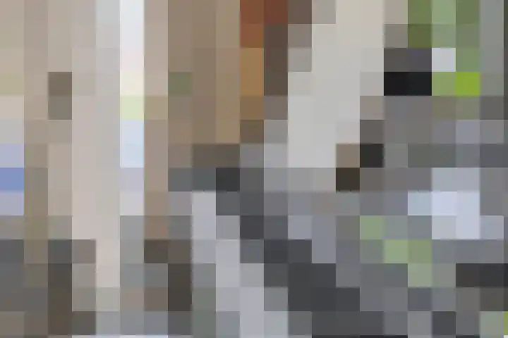 Grote Beer 24 Lisse thumbnail 14