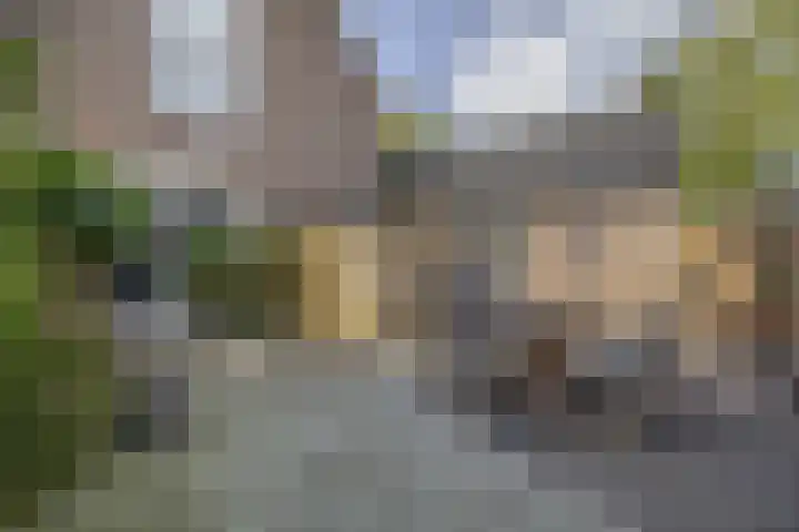 Grote Beer 24 Lisse thumbnail 26