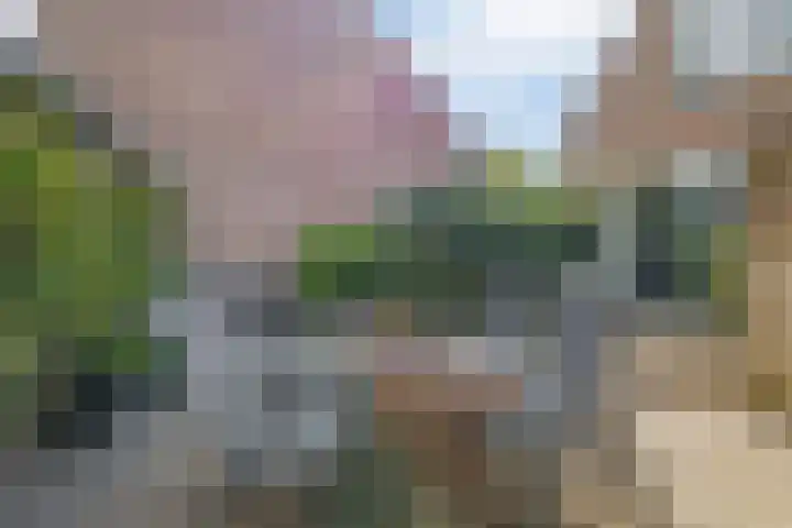 Grote Beer 24 Lisse thumbnail 27