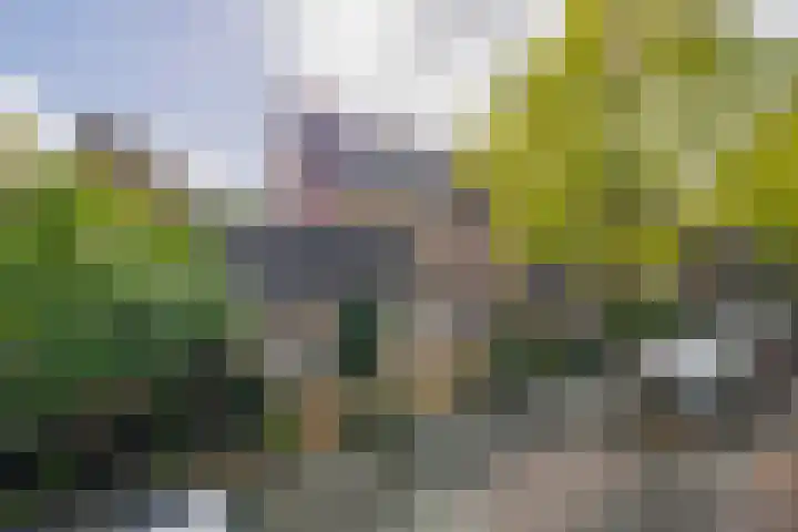 Grote Beer 24 Lisse thumbnail 29