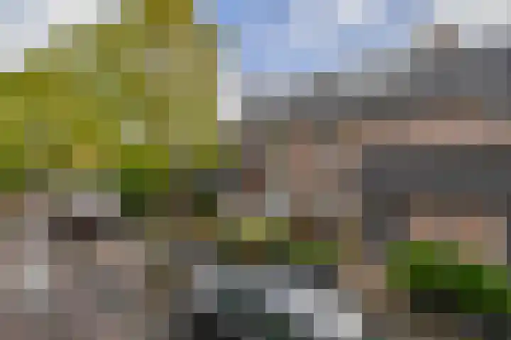 Grote Beer 24 Lisse thumbnail 30