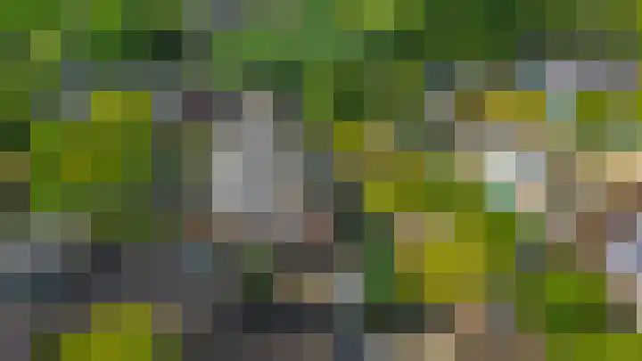Grote Beer 24 Lisse thumbnail 34