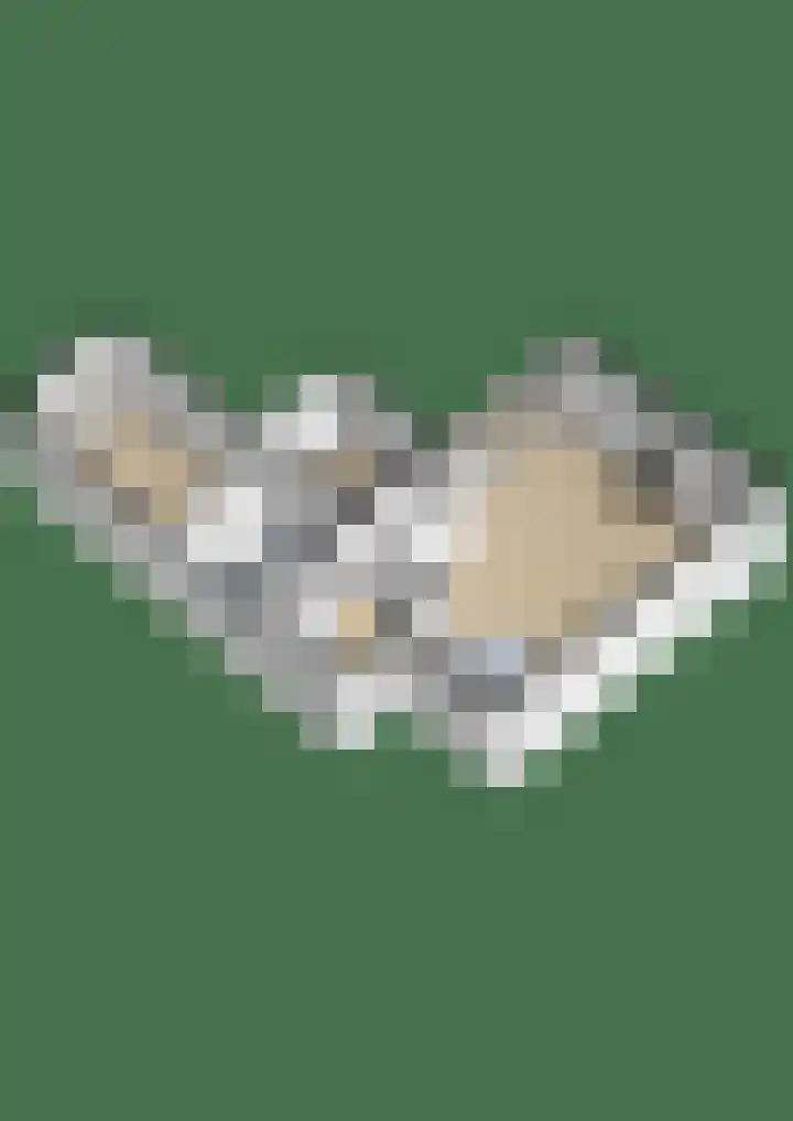Grote Beer 24 Lisse thumbnail 39