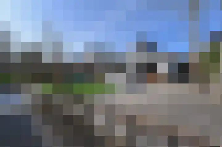 Grote Beer 5 Bleiswijk thumbnail 75