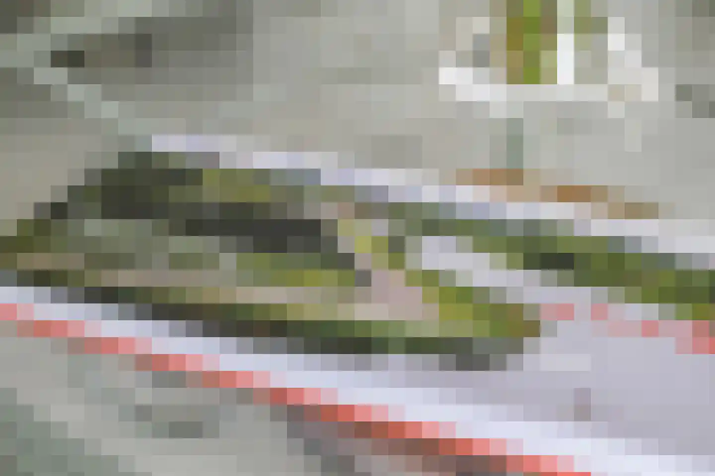 Grote Beer 6 Bleiswijk thumbnail 12