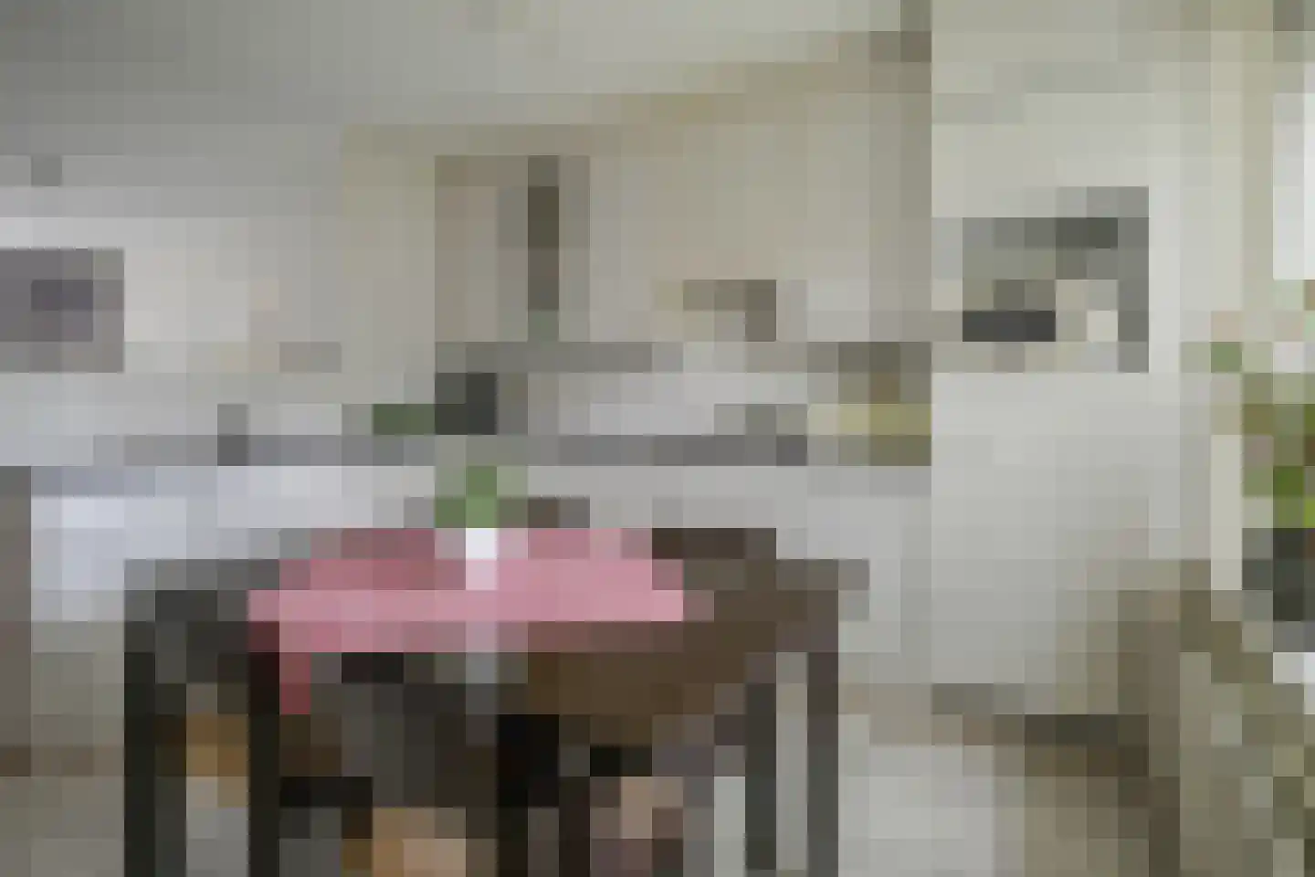 Grote Beer 6 Bleiswijk thumbnail 14