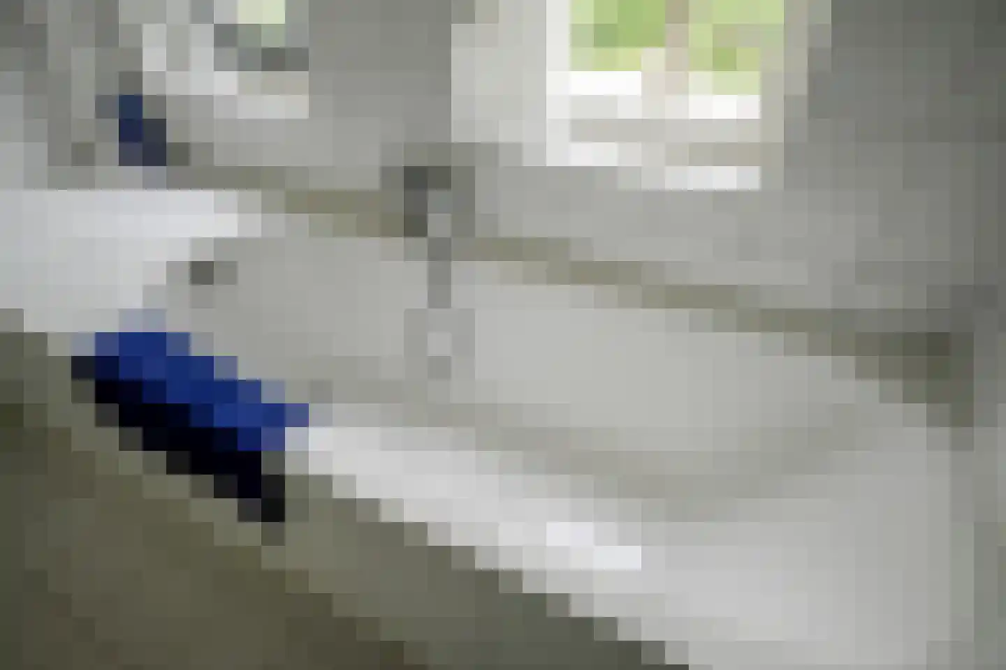 Grote Beer 6 Bleiswijk thumbnail 20